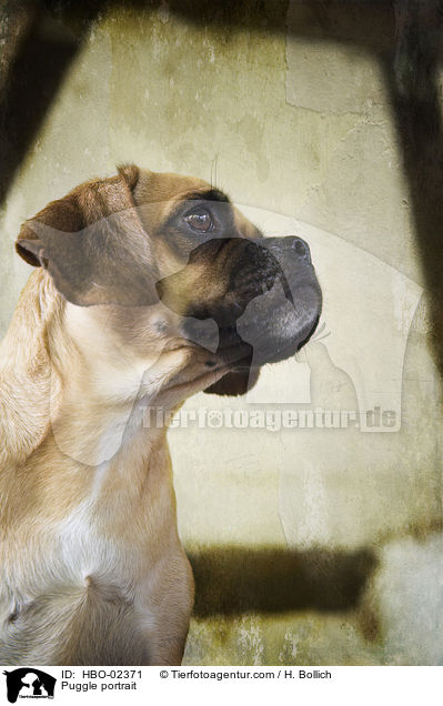 Puggle portrait / HBO-02371