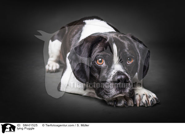 liegender Puggle / lying Puggle / SM-01525