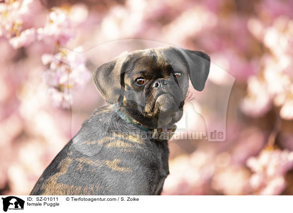 Puggle H�ndin / female Puggle / SZ-01011