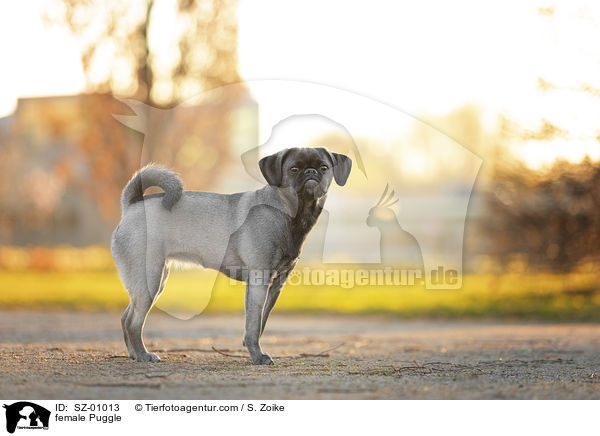 Puggle Hndin / female Puggle / SZ-01013