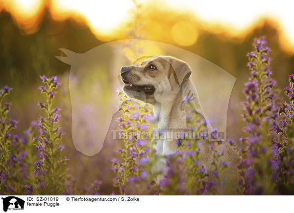 Puggle Hndin / female Puggle / SZ-01019