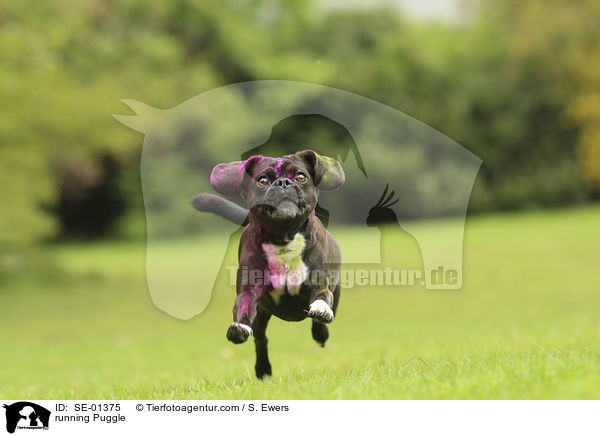 rennender Puggle / running Puggle / SE-01375