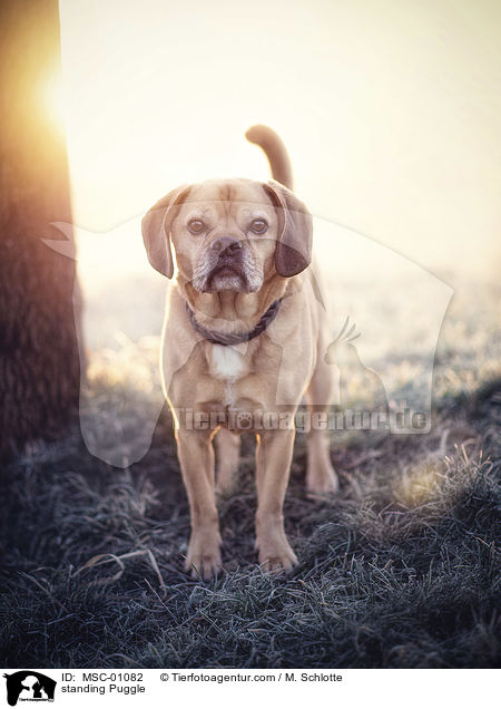 stehender Puggle / standing Puggle / MSC-01082