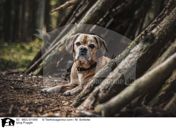 liegender Puggle / lying Puggle / MSC-01085