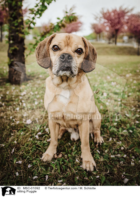 sitzender Puggle / sitting Puggle / MSC-01092