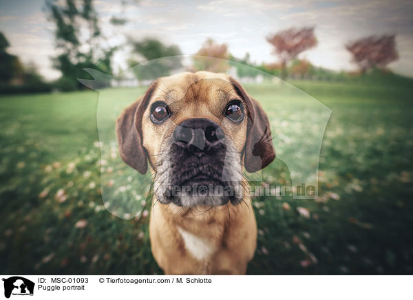 Puggle portrait / MSC-01093