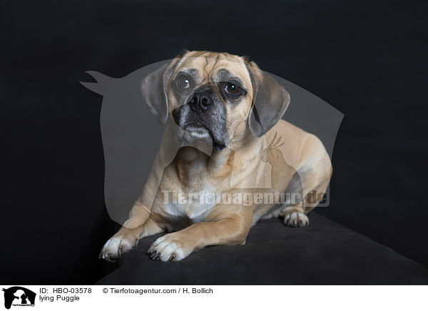 liegender Puggle / lying Puggle / HBO-03578