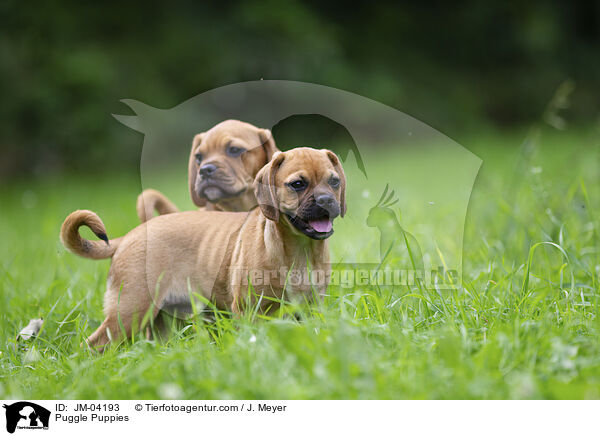 Puggle Puppies / JM-04193