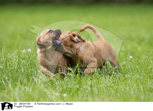 Puggle Welpen / Puggle Puppies / JM-04194