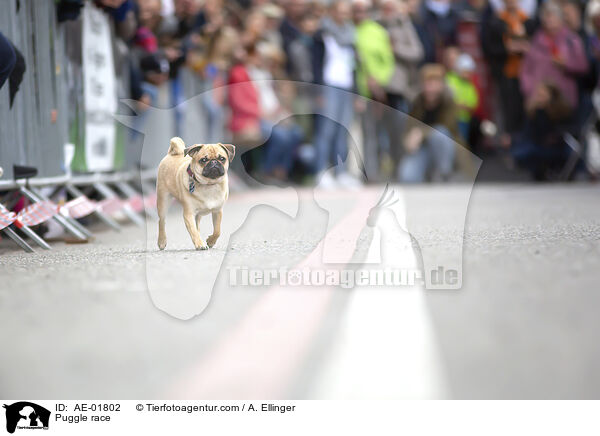 Puggle beim Rennen / Puggle race / AE-01802