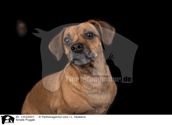 Puggle Hndin / female Puggle / LH-02401