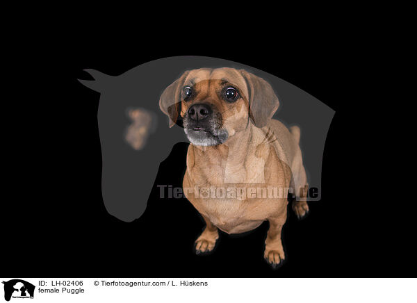 Puggle Hndin / female Puggle / LH-02406