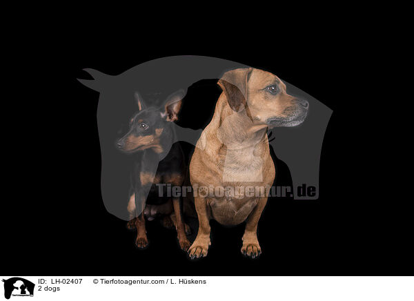 2 Hunde / 2 dogs / LH-02407