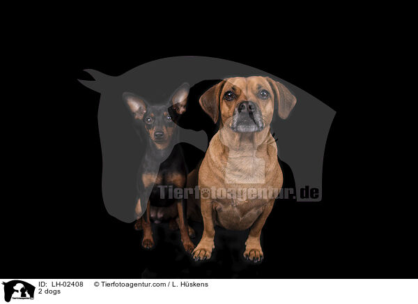 2 Hunde / 2 dogs / LH-02408