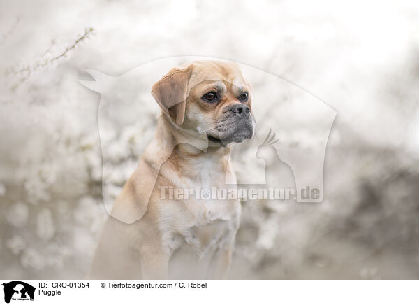 Puggle / Puggle / CRO-01354