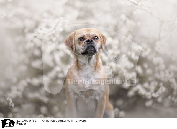 Puggle / CRO-01357