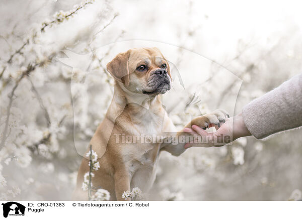 Puggle / Puggle / CRO-01383
