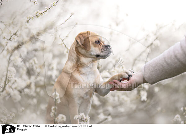 Puggle / Puggle / CRO-01384