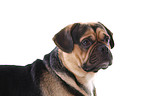 Puggle Portrait