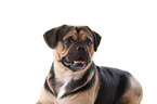 Puggle Portrait