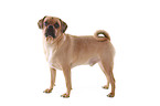 Puggle