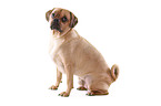 lying Puggle