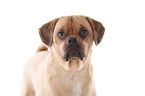 Puggle Portrait