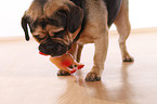 Puggle with toy