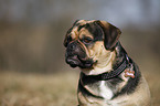 Puggle Portrait