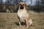 sitting Puggle