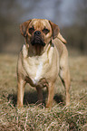 Puggle