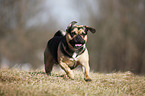 running Puggle