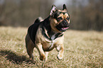 running Puggle