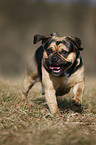 running Puggle