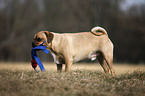 Puggle with toy