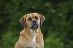 Puggle Portrait