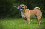 Puggle