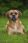 lying Puggle