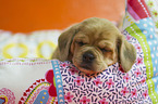 Puggle Puppy