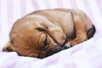 Puggle Puppy