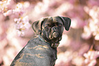 female Puggle