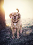 standing Puggle