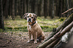 sitting Puggle