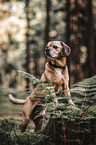 standing Puggle