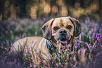 lying Puggle