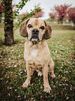 sitting Puggle