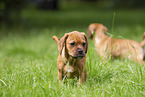 Puggle Puppies