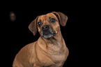 female Puggle