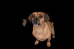 female Puggle