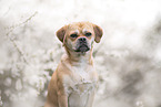 Puggle
